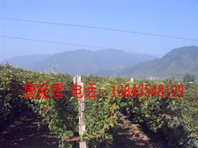 五味子苗 五味子樹苗 五味子新品種