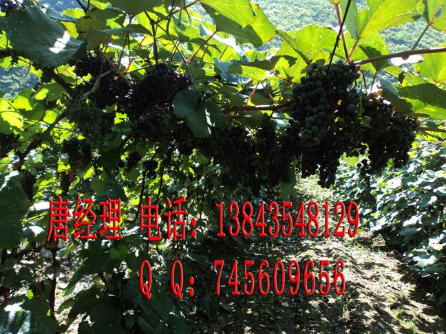 供應北冰紅葡萄苗 冰紅葡萄苗(冬天不埋)孫廣輝酒業(yè)