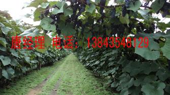 葡萄原酒圖片/葡萄原酒樣板圖 (3)