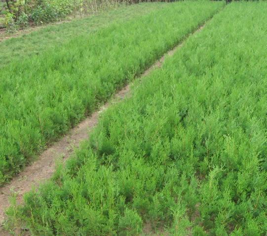 大量側(cè)柏苗圖片