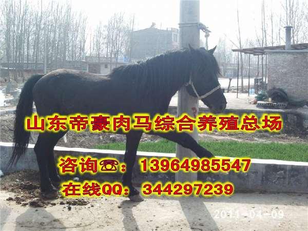 供应什么地方有出售肉马的肉马价格趋势图片