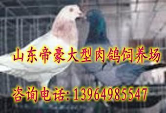 供應(yīng)肉鴿價(jià)格肉鴿養(yǎng)殖賺錢嗎肉鴿養(yǎng)殖場(chǎng)在哪