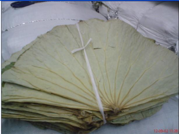 荷葉 干荷葉 整張干荷葉