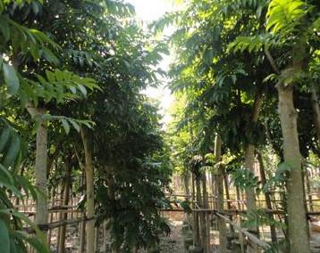供應(yīng)桂平人面子種子批發(fā)人面子樹苗批發(fā)l桂平哪里有人面子樹苗種子批發(fā)