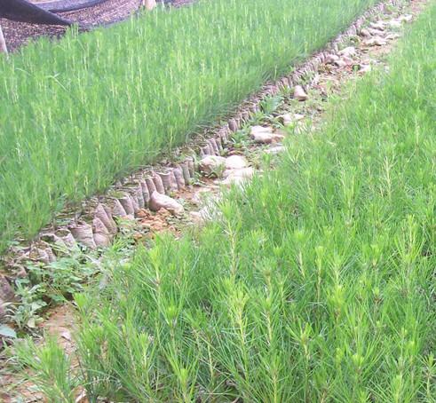 供應(yīng)加勒比松苗圃