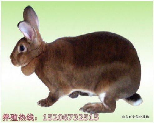 獺兔養(yǎng)殖利潤分獺兔*價(jià)格析兔籠水泥兔籠兔籠價(jià)格