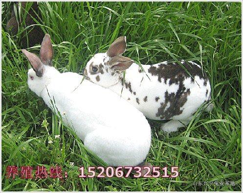宿州獺兔最新價格獺兔飼養(yǎng)方法圖片