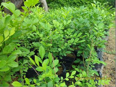 供應(yīng)彩葉扶桑