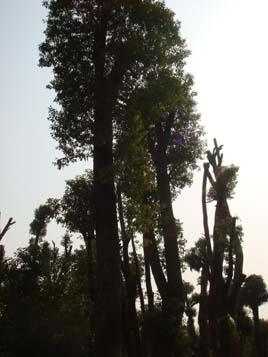 供應(yīng)湖南移栽骨架香樟/香樟價(jià)格