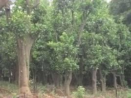 供應(yīng)移栽香泡樹