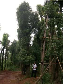 供應(yīng)香樟價(jià)格/骨架香樟