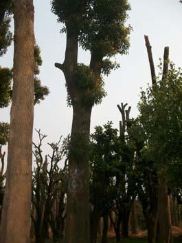 供應(yīng)湖南骨架香樟