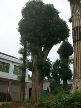 胸徑80cm大香樟圖片