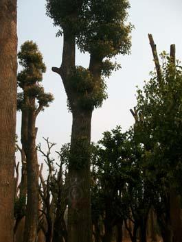 供應(yīng)湖南香樟/骨架香樟價(jià)格