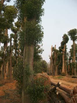 供應(yīng)湖南香樟/骨架香樟價(jià)格