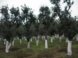 供應  香樟/香泡