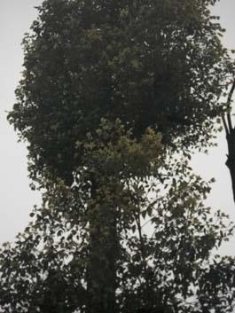 益陽(yáng)骨架香樟圖片