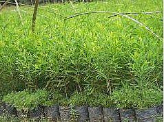 供應(yīng)檀香苗價(jià)錢