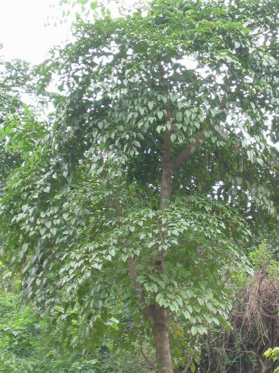 供應幌傘楓種植基地