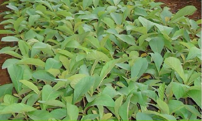 供應(yīng)廣西柚木苗批發(fā)