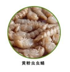 供應(yīng)黃粉蟲(chóng)種蟲(chóng)價(jià)格，黃粉蟲(chóng)價(jià)格