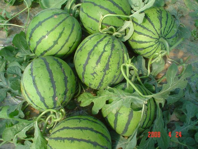 供應(yīng)陜西西瓜/禮品京欣西瓜