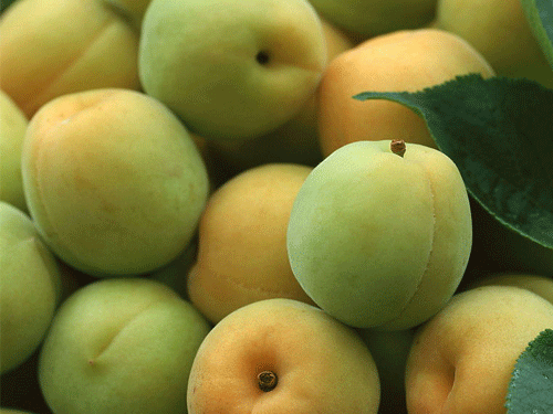 供應陜西杏金太陽杏