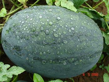 供應(yīng)陜西哈西瓜黑美人