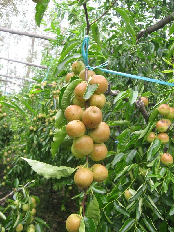 供應(yīng)陜西水瓜果大棚冬棗