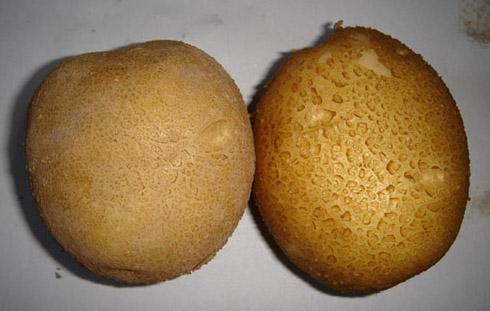 供應(yīng)大西洋出口土豆種子 馬鈴薯一級(jí)種薯價(jià)格 中國(guó)蔬菜種子公司