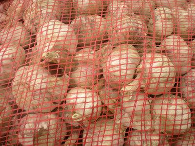 供應(yīng)金蒜1號大蒜種子大蒜蒜頭大蒜收獲回收價大蒜現(xiàn)貨交易網(wǎng)