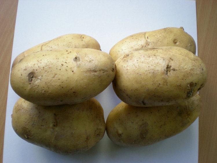 土豆種子圖片/土豆種子樣板圖 (2)