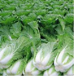 秋白菜種子北京新三號(hào)圖片