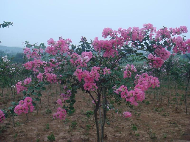 青岛市胶州绿植租摆厂家供应胶州绿植租摆