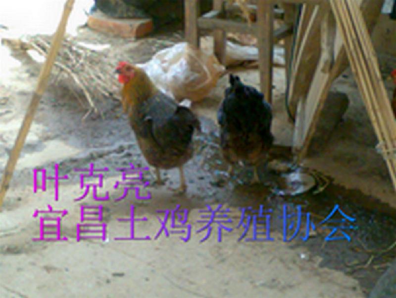 供應(yīng)土雞土雞蛋土雞苗