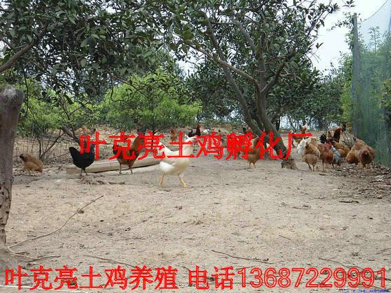 供應(yīng)宜昌土雞養(yǎng)殖場，宜昌土雞批發(fā)商，宜昌土雞價(jià)格