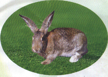 供應(yīng)商品兔種兔