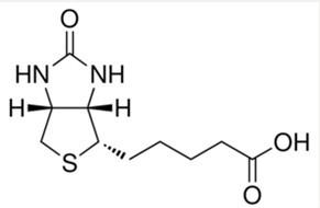 D生物素图片