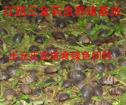 供應(yīng)土元養(yǎng)殖自動(dòng)篩技術(shù)