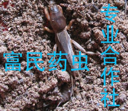 供應(yīng)非洲螻蛄