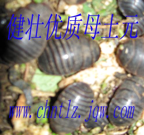 供應(yīng)江西黃粉蟲養(yǎng)殖飼料蟲