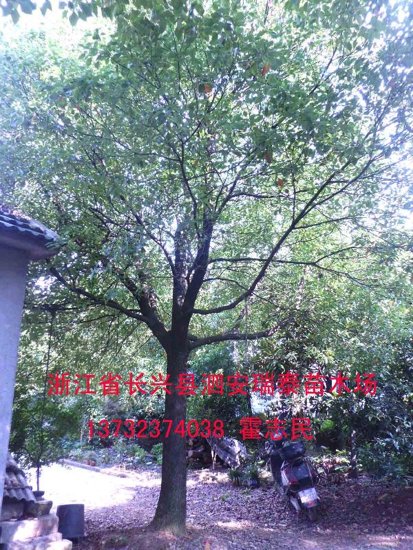 供應(yīng)邵陽香樟樹價(jià)格多少-邵陽香樟樹*的品種-邵陽香樟樹