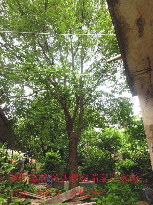 供應(yīng)浙江香樟樹(shù)苗-浙江香樟樹(shù)苗價(jià)格-一年香樟樹(shù)苗價(jià)格