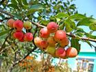 供應(yīng)盆栽冬紅果
