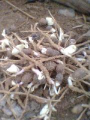 供應(yīng)流蘇種子