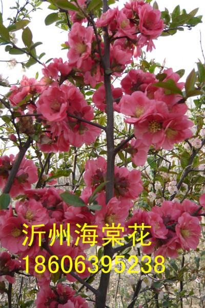供應(yīng)木瓜海棠有哪些品種/山東臨沂木瓜海棠小苗價(jià)格，*雨點(diǎn)海棠什么價(jià)格