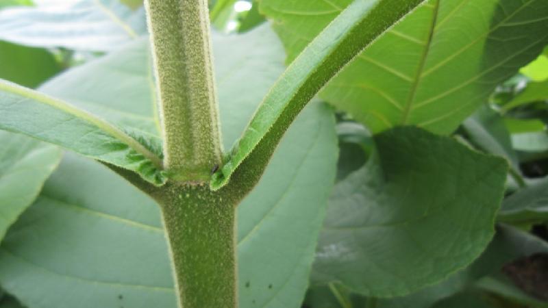 供應(yīng)柚木苗柚木樹苗生產(chǎn)基地