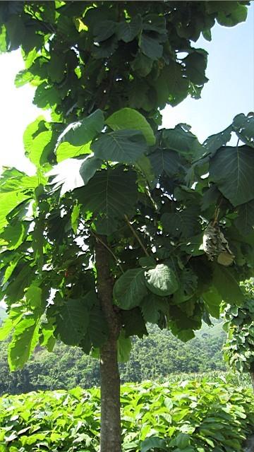 供應(yīng)深圳種植柚木前景南寧柚木苗批發(fā)