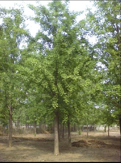 供應(yīng)銀杏樹(shù)銀杏苗木白果樹(shù)