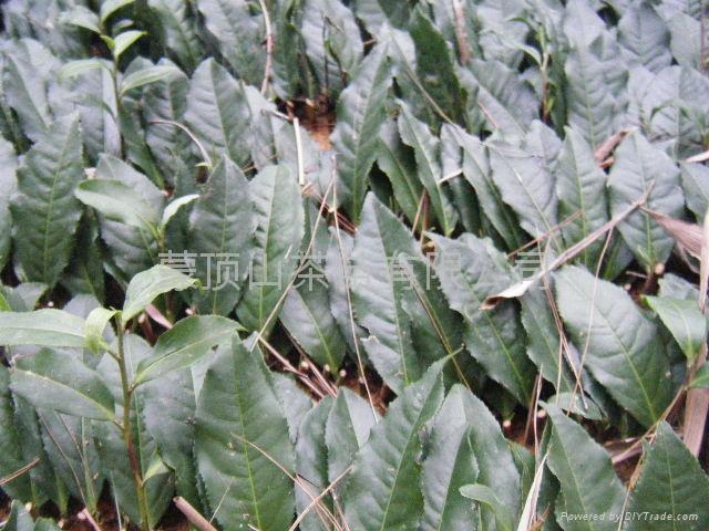 供應(yīng)福選9號(hào)